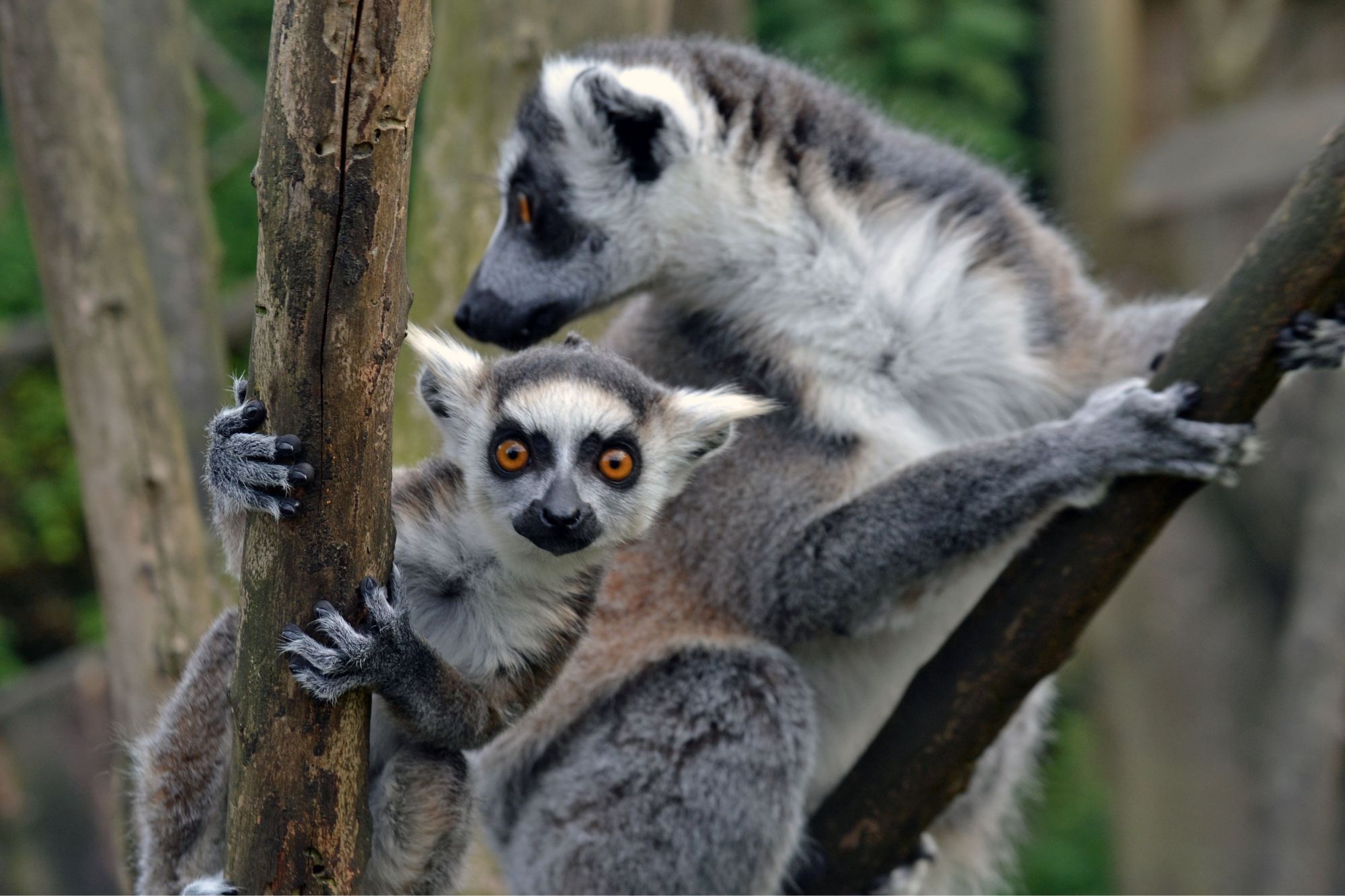 Lemurs Call Of The Wild