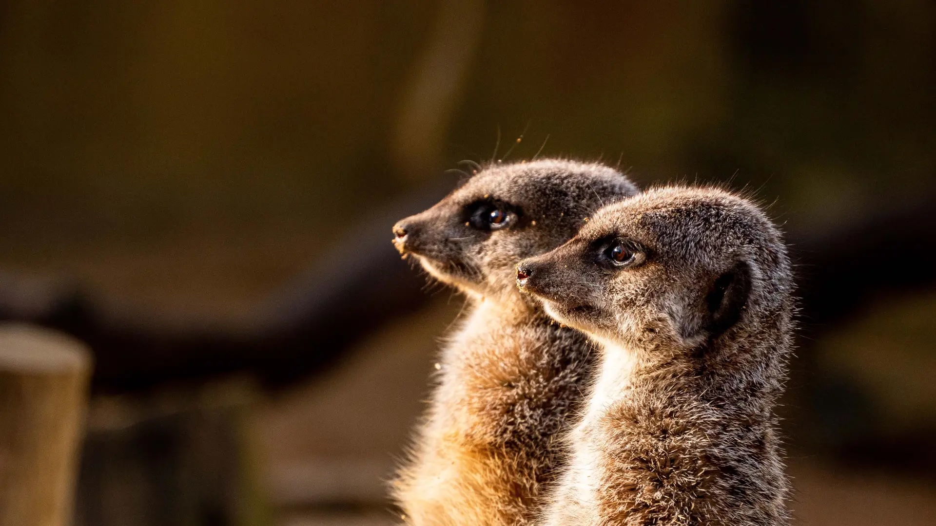 /media/c3nmry2k/meerkats.jpeg