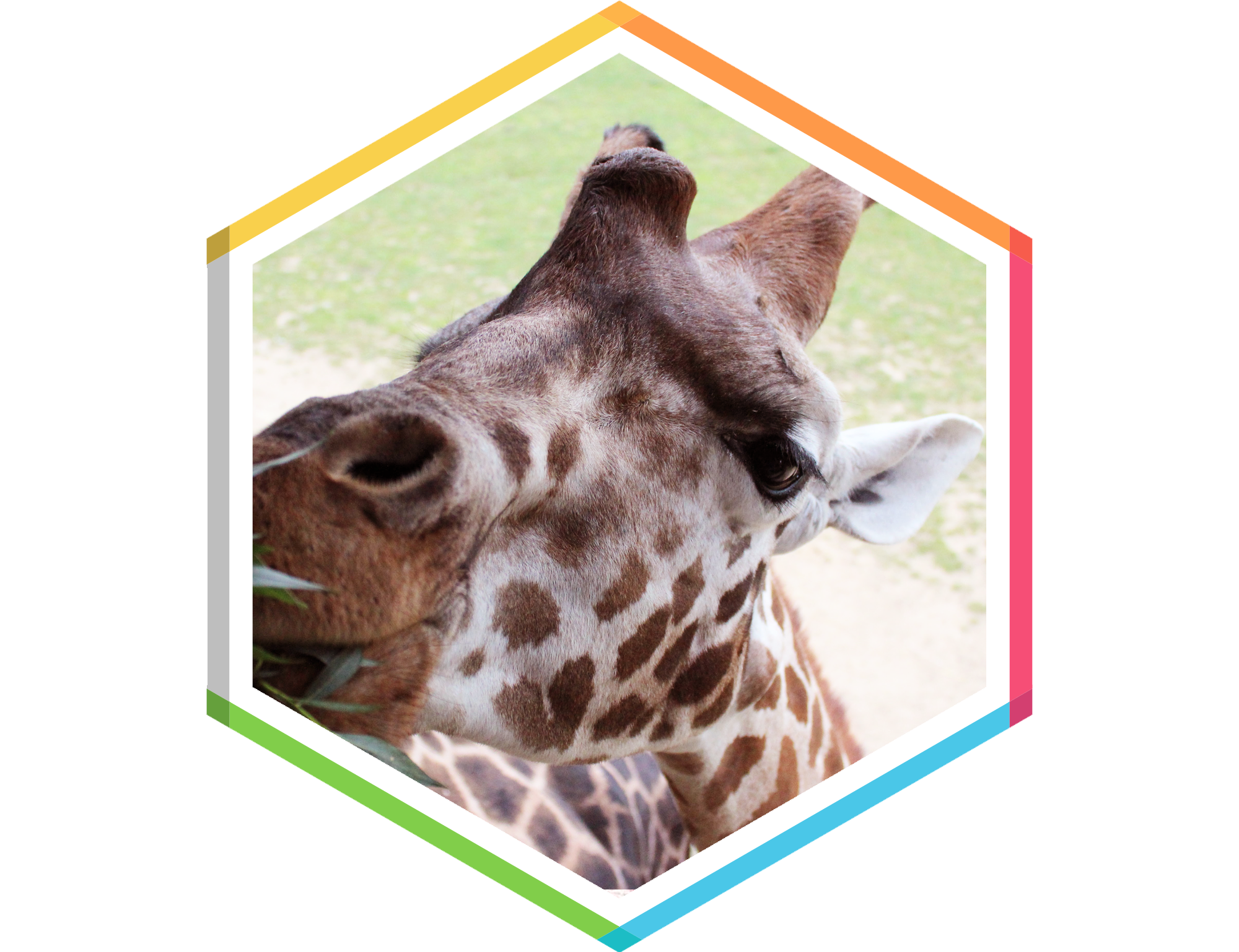 Giraffe at Marwell Zoo, an attraction website design client
