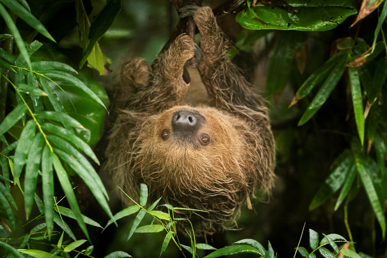 Sloth