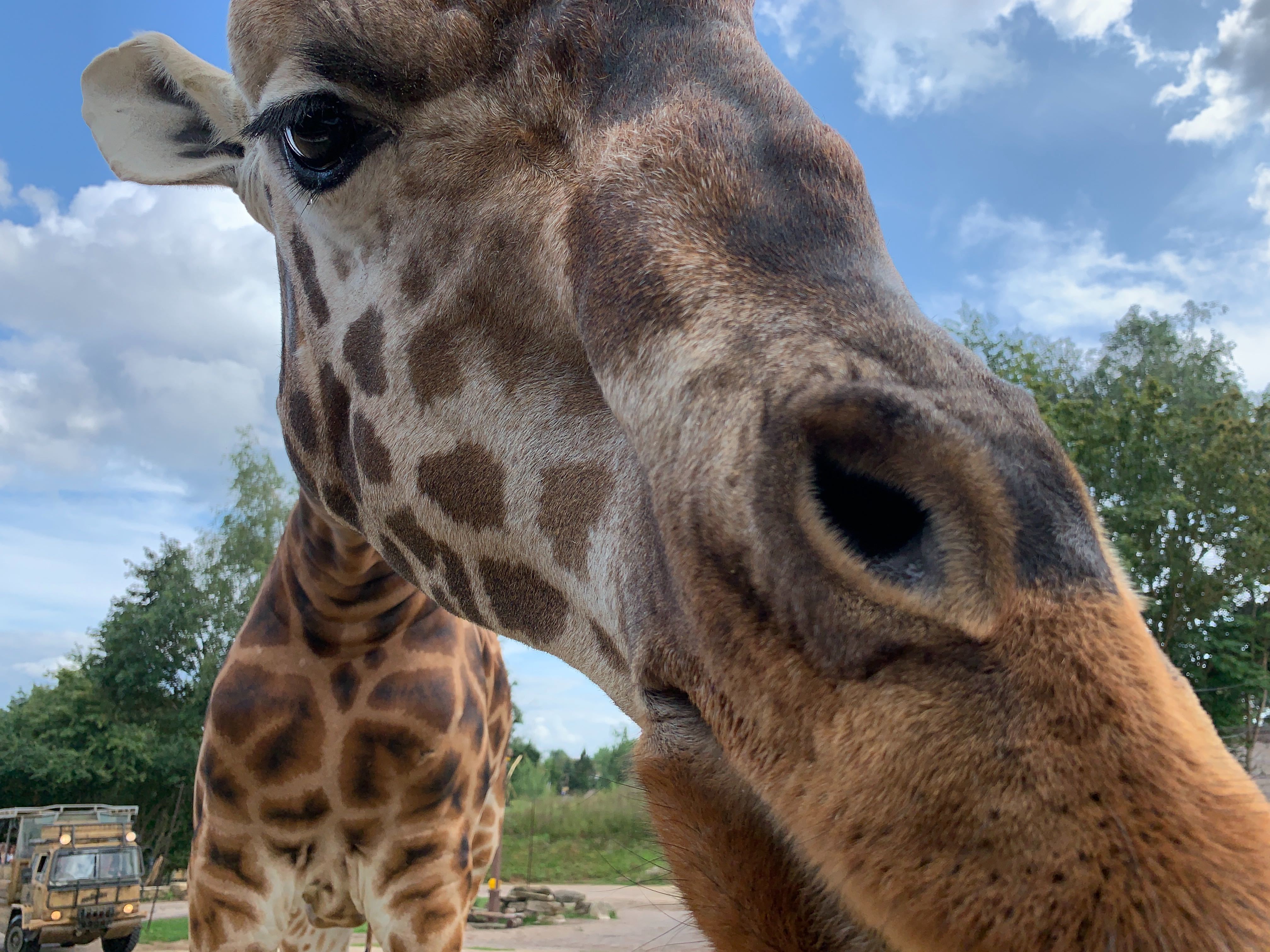 Feeding the Giraffes at Chessington