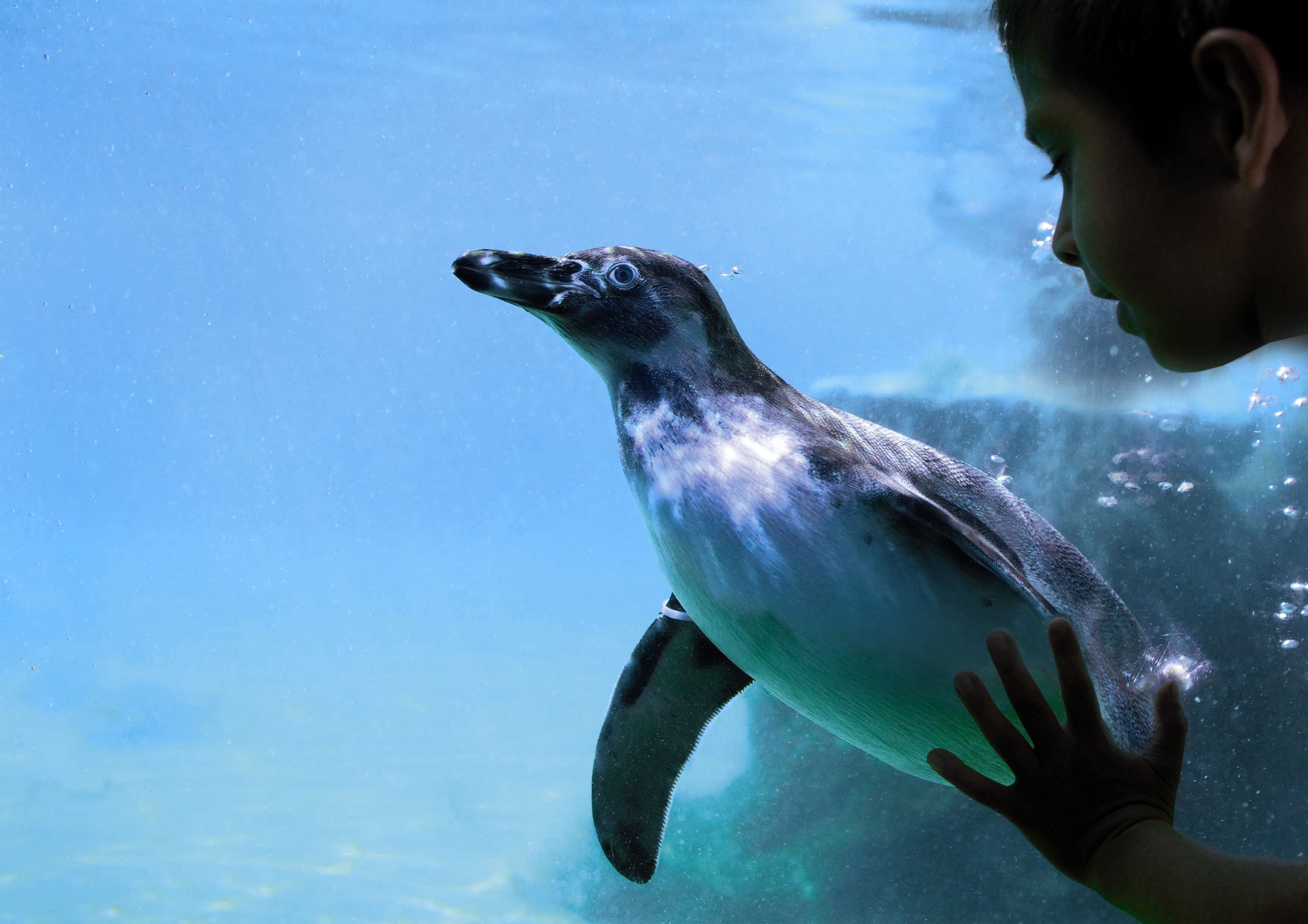 Penguin at Marwell Zoo