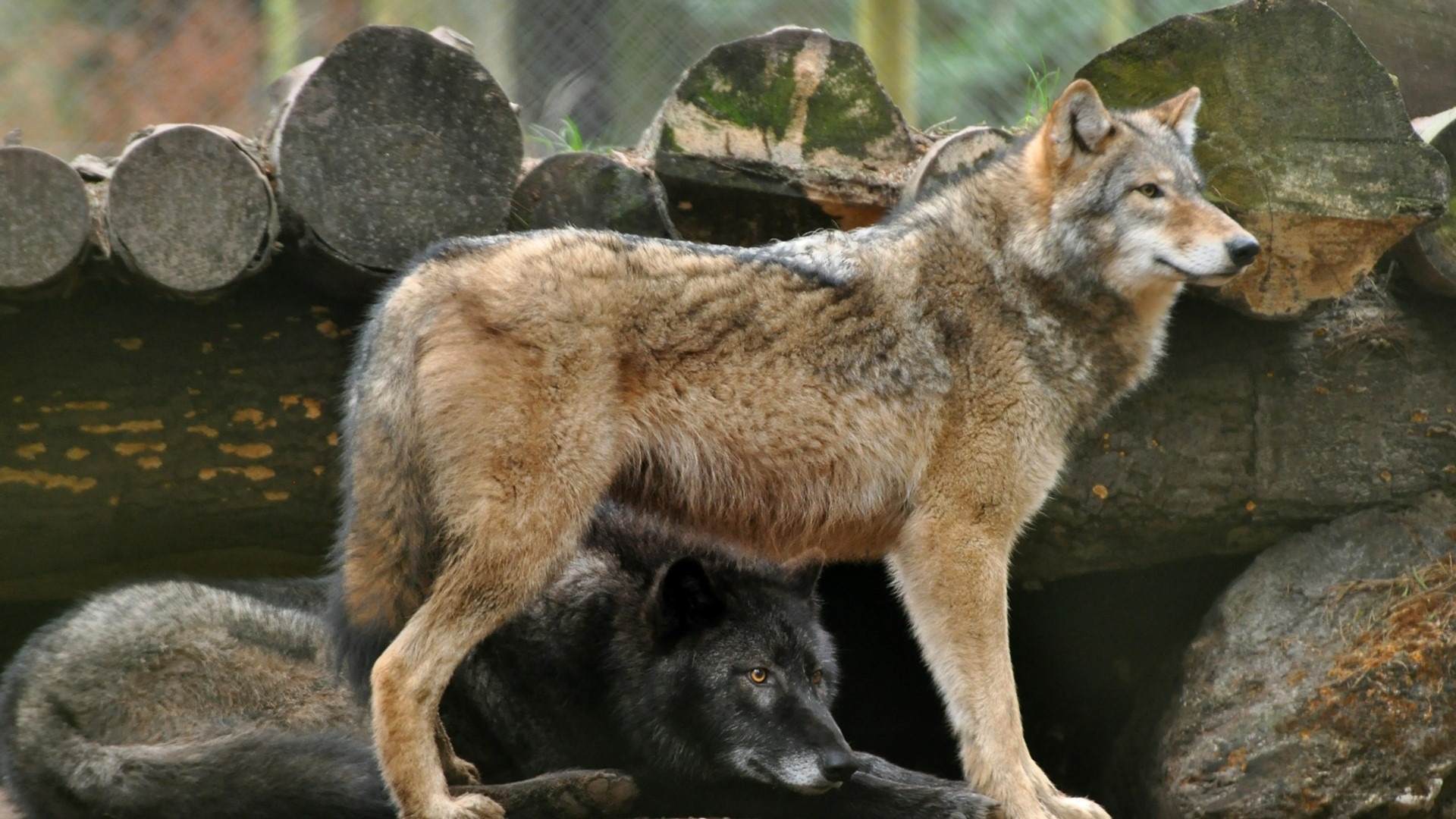 Wolf at New Forest Wildlife Park