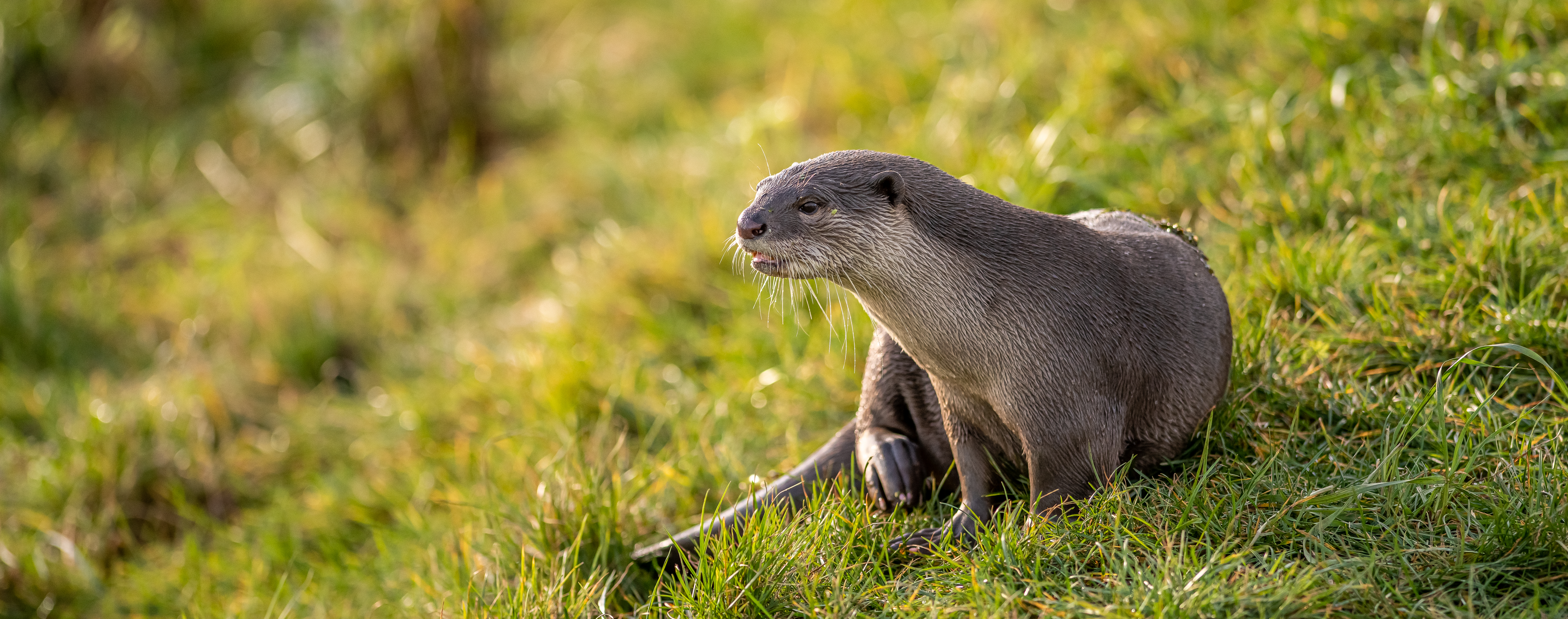 /media/vtgfj0ub/2020otter-portrait-1-dr-ywp.jpg