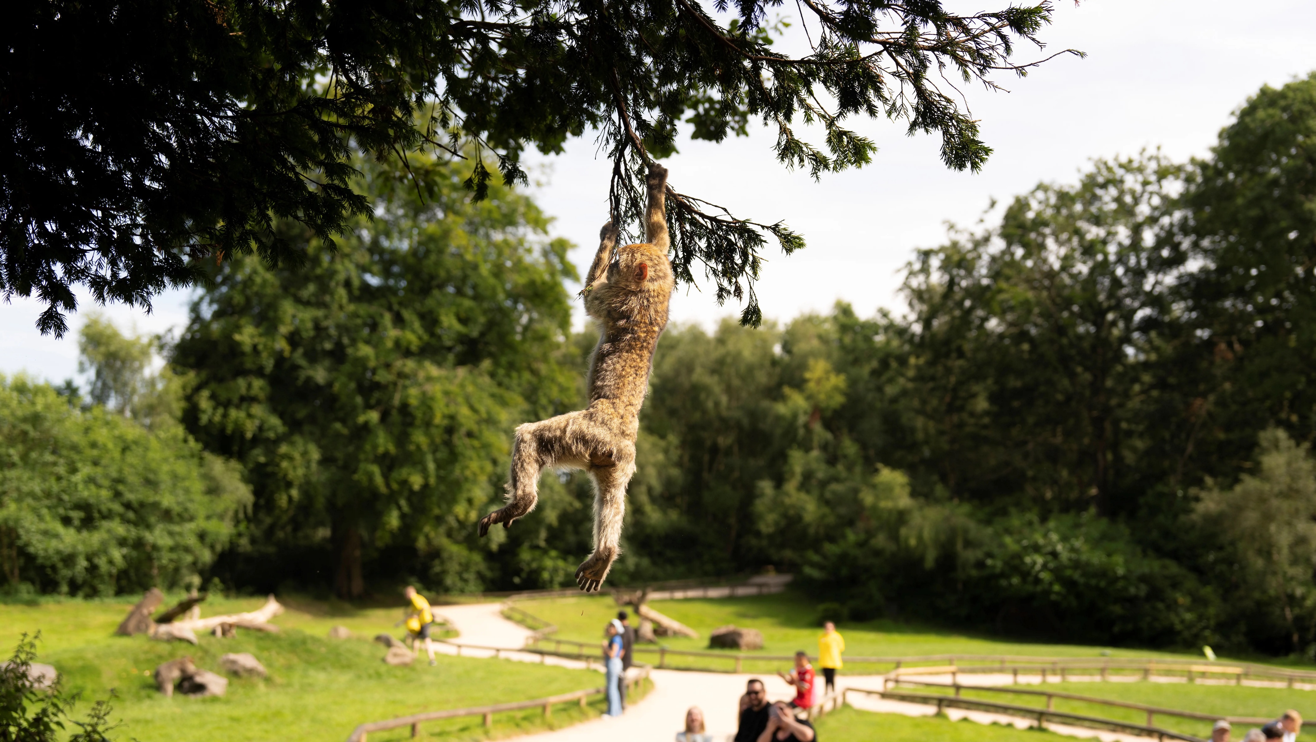 Trentham Monkey Forest